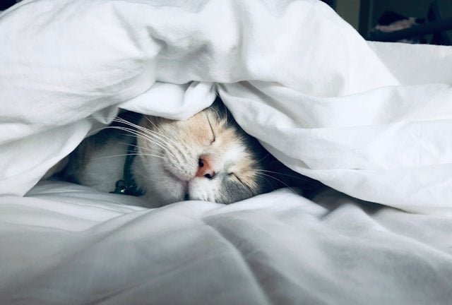 The Top 10 Tips for Proper Sleep During Exam Prep - The Leafwhite Group